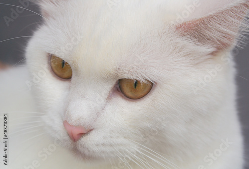 White adult male cat close up 