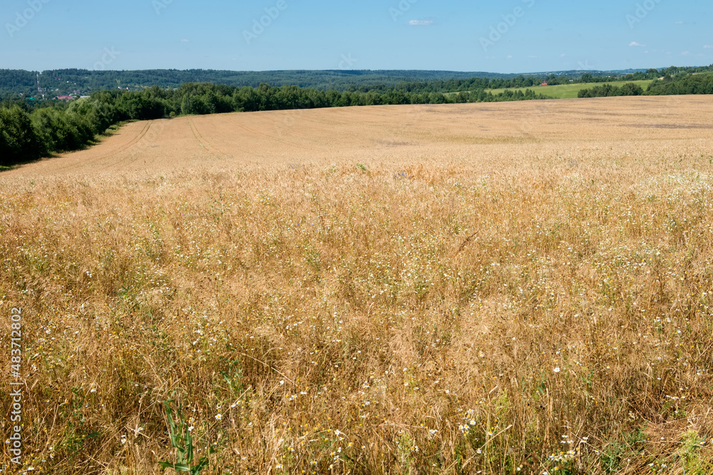 Golden wheat field and blue sky with cirrus clouds.  Beautiful Rural Scenery under Shining Sunlight and blue sky. Background of ripening ears of meadow wheat field