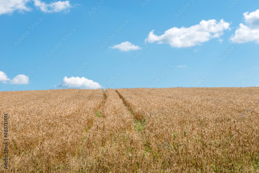 Golden wheat field and blue sky with cirrus clouds.  Beautiful Rural Scenery under Shining Sunlight and blue sky. Background of ripening ears of meadow wheat field