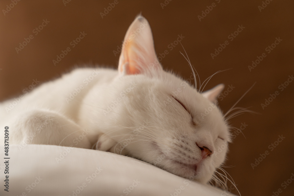 Naklejka premium お昼寝する可愛い白猫 茶色背景 