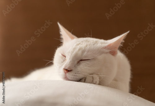 お昼寝する可愛い白猫 茶色背景 