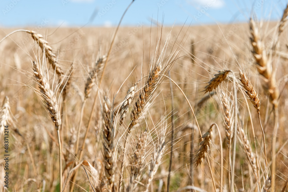 Fototapeta premium Wheat field. Ears of golden wheat close up. Beautiful Rural Scenery under Shining Sunlight and blue sky. Background of ripening ears of meadow wheat field