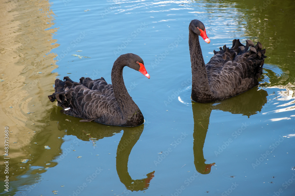 Fototapeta premium Two black swans float on the monastery buildings reflected in the water