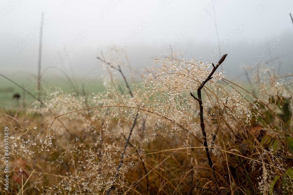Fototapeta premium Water Drops on Bush