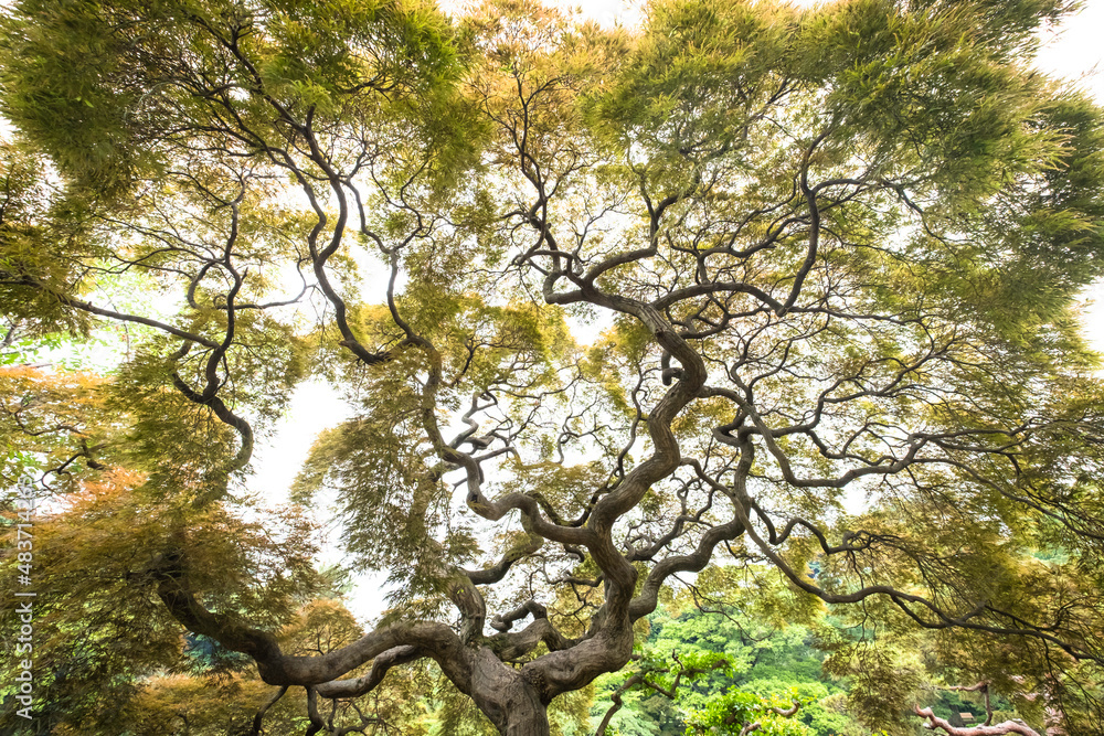 Fototapeta premium tree in the park