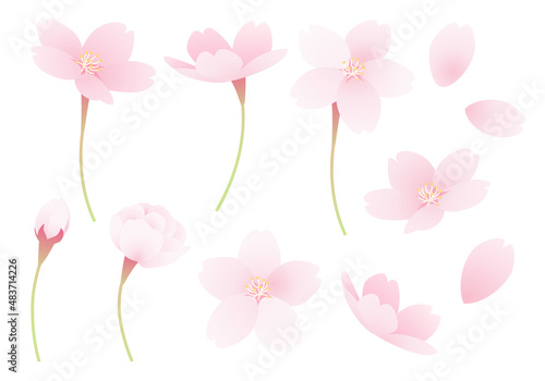 桜のパーツのベクターイラスト素材セット(art,floral,bloom,flower)
