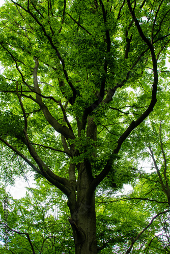 Eiche Baumstruktur im Fr  hling