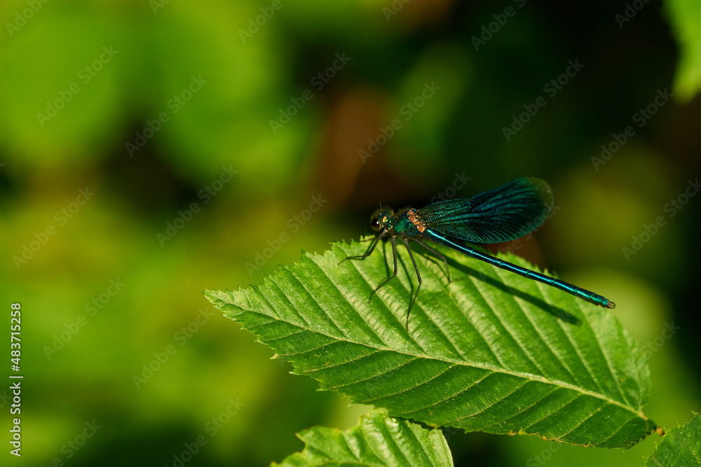 Männchen der Blauen Federlibelle (Platycnemis pennipes) Männchen der Blauen Federlibelle (Platycnemis pennipes)