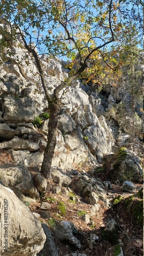 waterfall in the forest