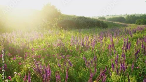 Hello spring. Summer meadow in sunrise sun. Beautiful field with salvia wildflowers and herbs over sunset,  selective focus.