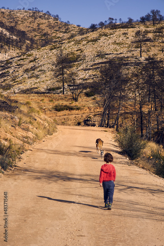 Paseando por bosque quemado con perros