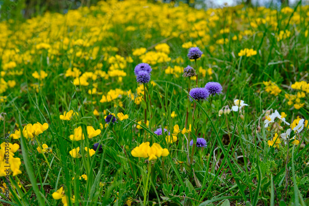 Kugelblumen, Globularia Kugelblumen, Globularia