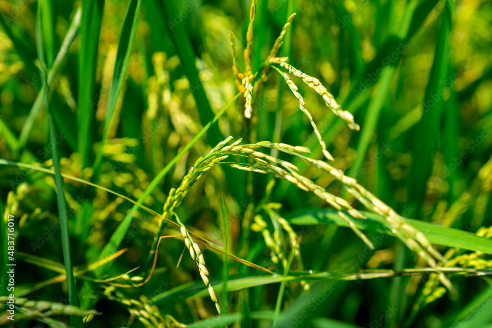 Green rice growing on Ubud rice fields Green rice growing on Ubud rice fields