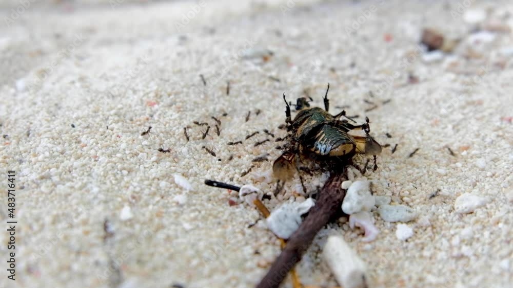 Ant colony using teamwork on a sandy beach to move a large dead beetle to their nest, close up of ants and beetle Ant colony using teamwork on a sandy beach to move a large dead beetle to their nest, close up of ants and beetle