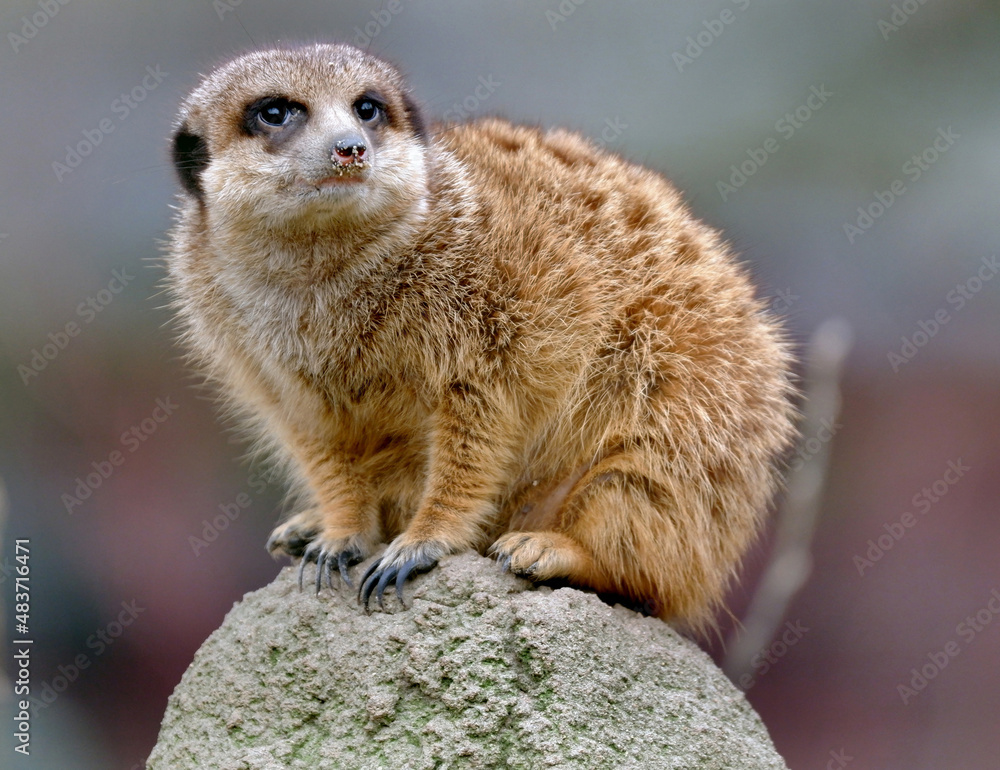 Fototapeta premium Meerkats in action observing the surroundings.