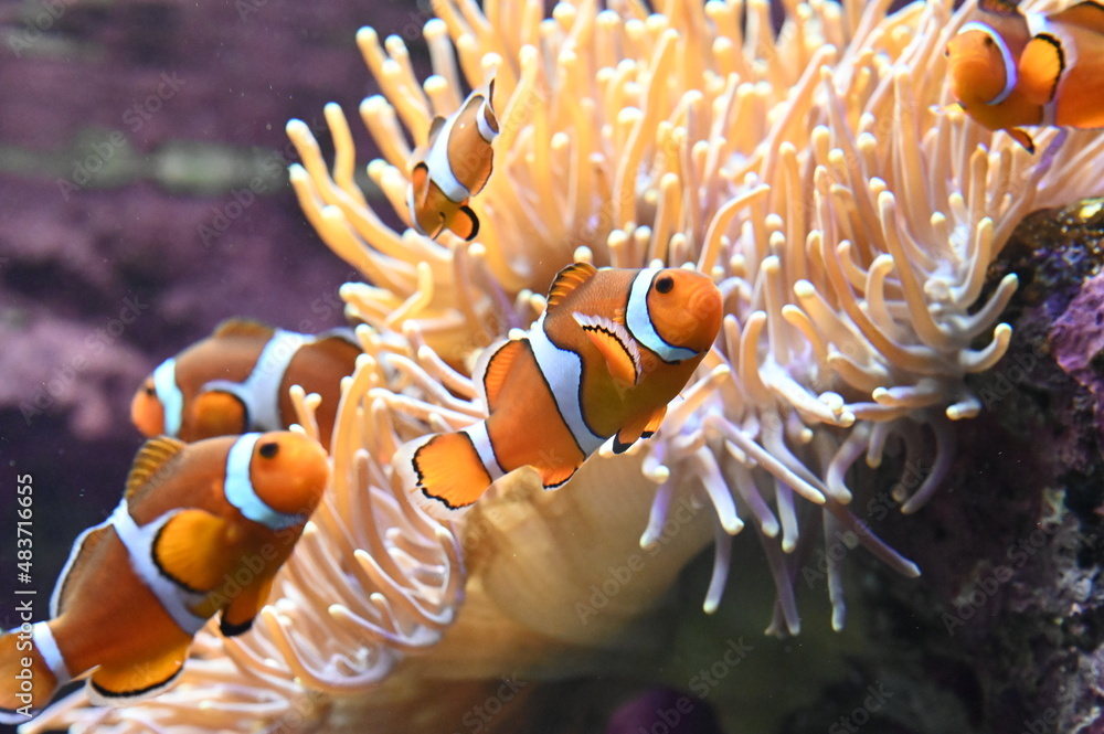 イソギンチャクと共生するカクレクマノミ達