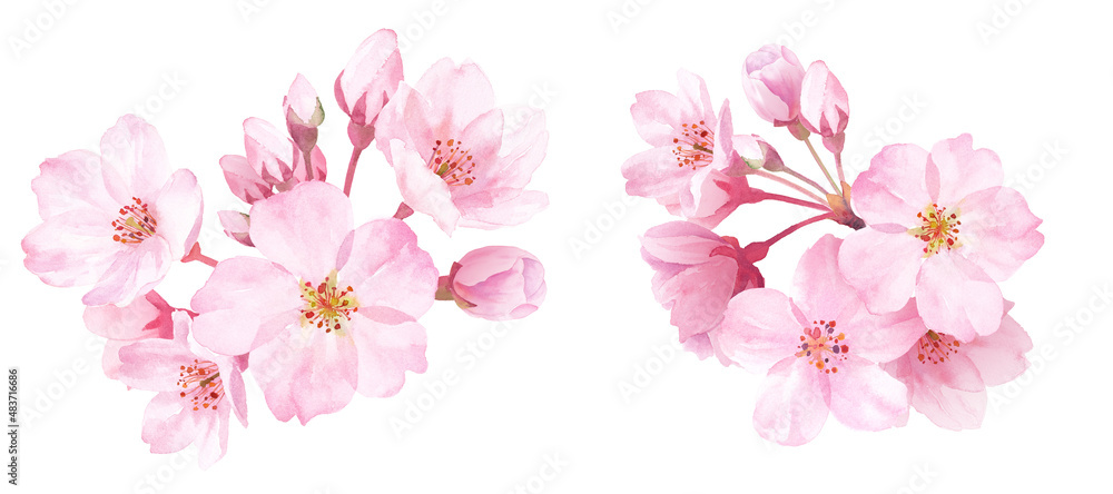 春の花 桜のクローズアップ2種 水彩イラスト 装飾 Stock Illustration Adobe Stock