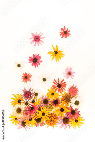 echinacea and rudbeckia flowers isolated © katarinagondova