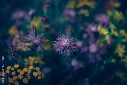 colorful floral background from wild flowers from summer meadow