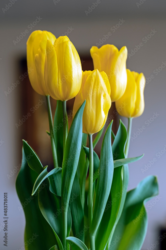 Naklejka premium Yellow tulip variety 'Strong Gold' in bloom in spring