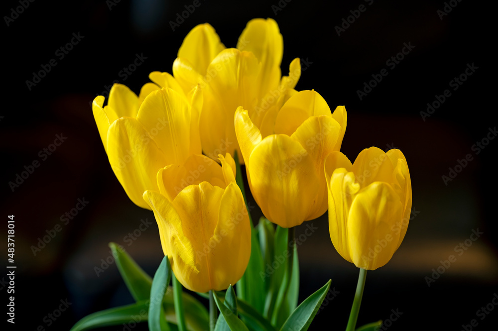 Obraz premium Yellow tulip variety 'Strong Gold' in bloom in spring