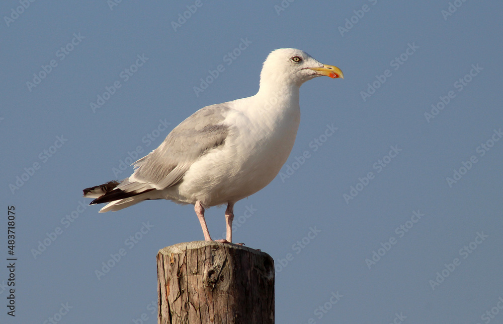Fototapeta premium Silbermöve auf Holzpfahl