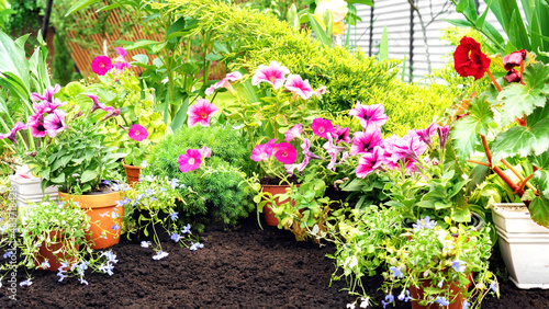 Flower potted seedlings for planting outdoors in black soil. Blooming pink petunia flowers in a flower garden against a background of black soil with copy space.