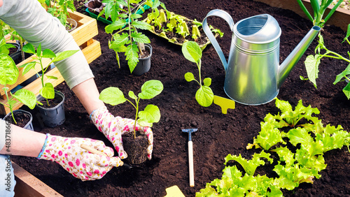 Fotografi Growing vegetable crops in wooden raised beds in the spring season in a personal farm