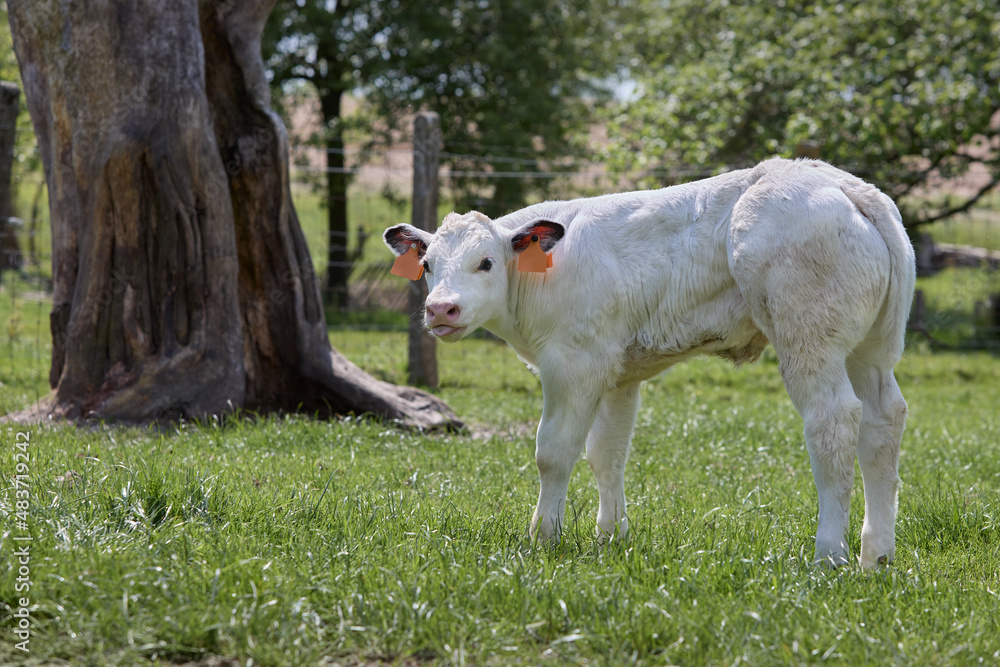 Fototapeta premium Young white male calf bull in meadow