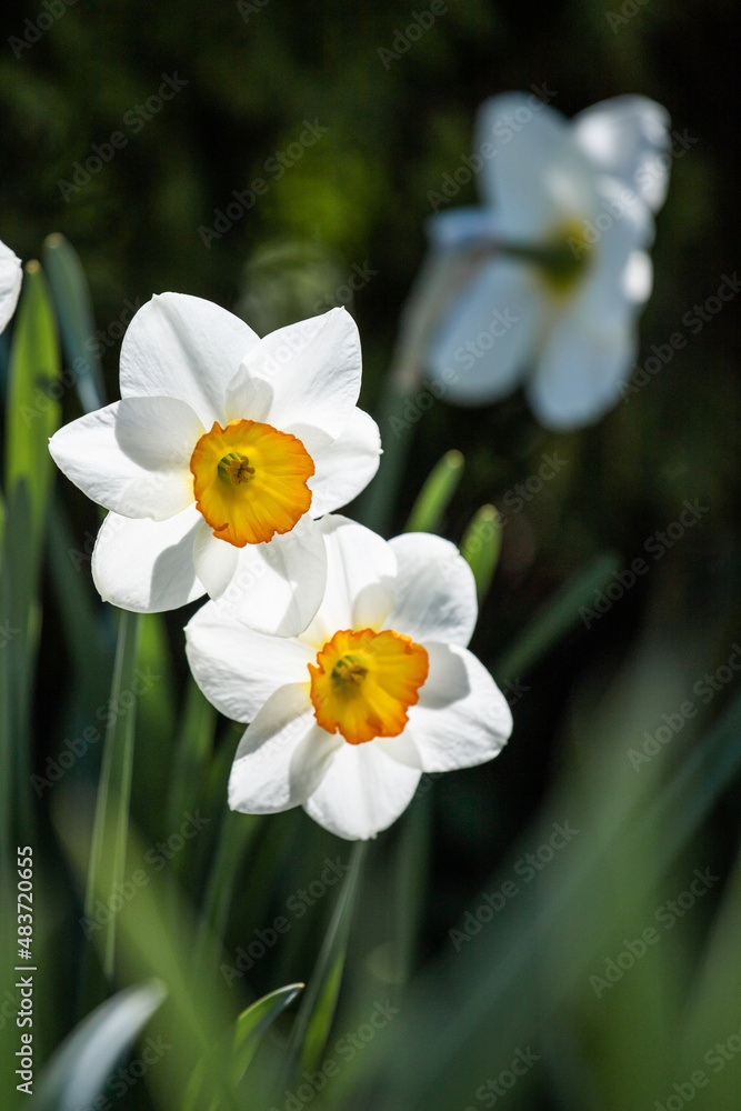 white daffodil flowers white daffodil flowers