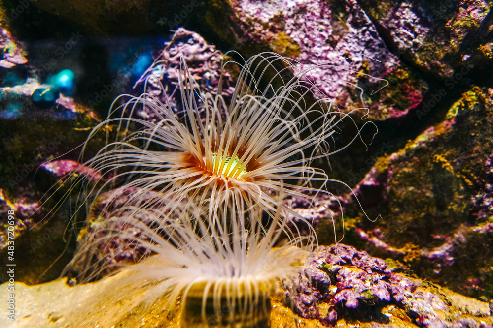 Obraz premium Underwater bright world with corals and fishes.