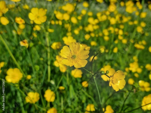 Closeup of  buttercup in a buttercup meadow