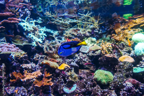 Underwater bright world with corals and fishes.