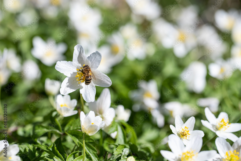 bee on a flower, field of white anemones bee on a flower, field of white anemones