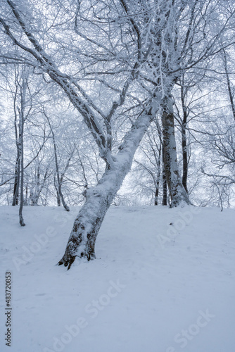 Trees covered with snow in Sabaduri forest, winter landscape