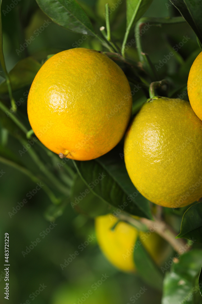 Closeup view of lemon tree with ripe fruits outdoors