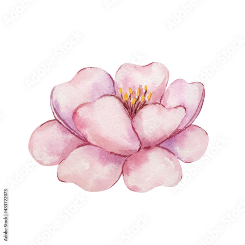 Watercolor delicate pink flower