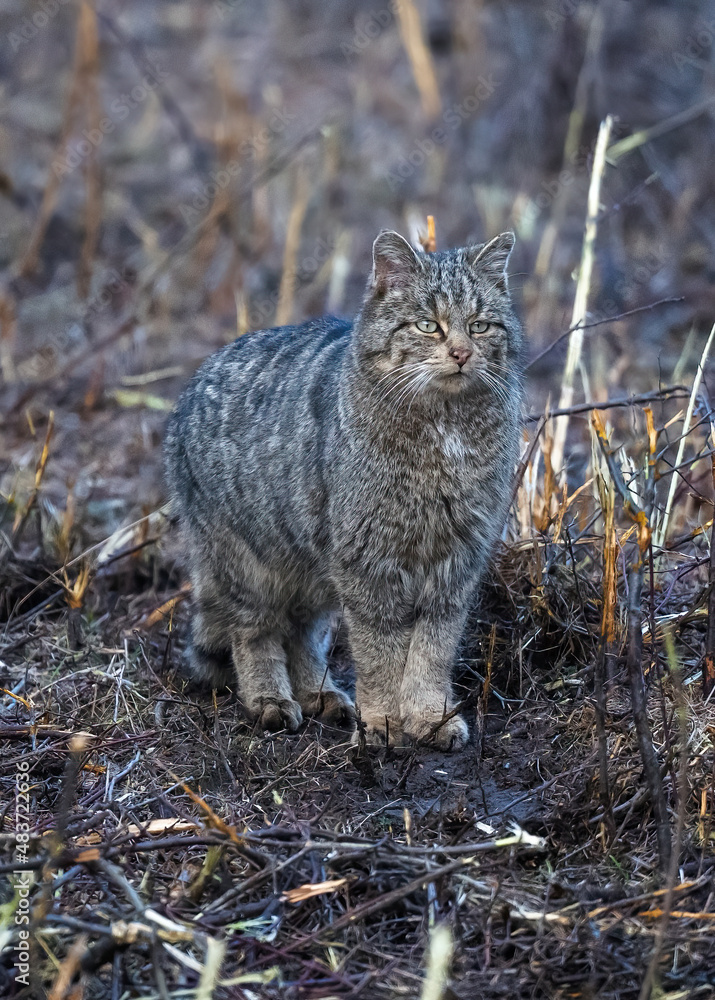 Obraz premium Felis silvestris