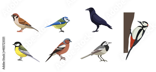 Set of different birds on white background. Vector collection sparrow, tit lazarev, rook, great spotted woodpecker, common wagtail, chaffinch, great tit in cartoon style. photo