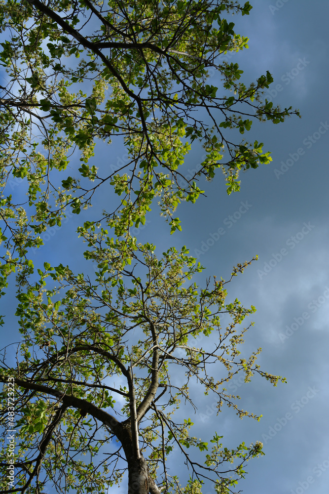 Obraz premium Plum trees in summer garden on the background of cloudy sky