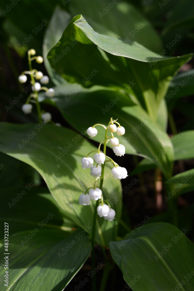 White buds and flowers of lily of the valley in spring garden. Convallaria majalis. White buds and flowers of lily of the valley in spring garden. Convallaria majalis.