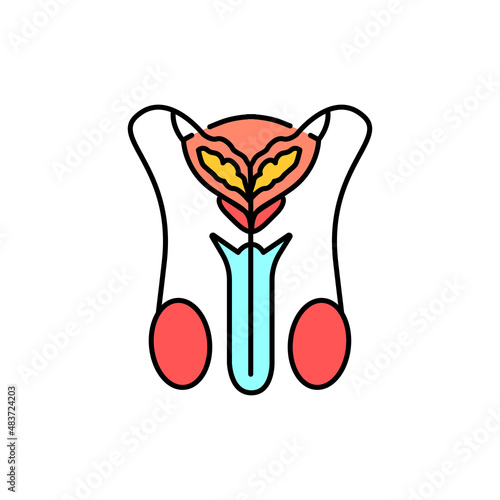 Male urinary system color line icon. Pictogram for web page
