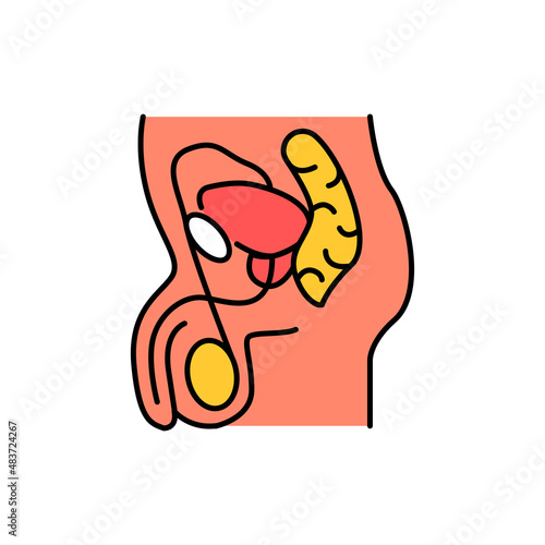 Male genitourinary system color line icon. Pictogram for web page