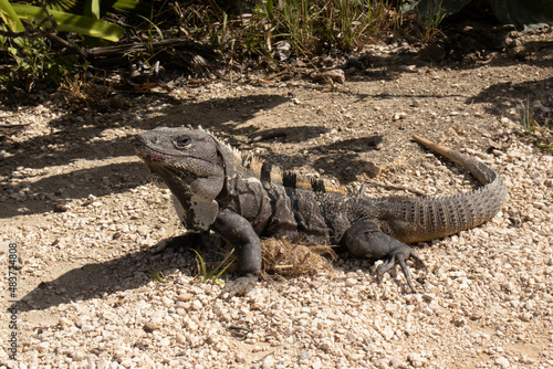 Iguana the little dragon of the mayan city of tulum  located on the beach of tulum at the foot of the ruin of the mayan castle  ideal place for vacations and summer tourism in the caribbean sea.