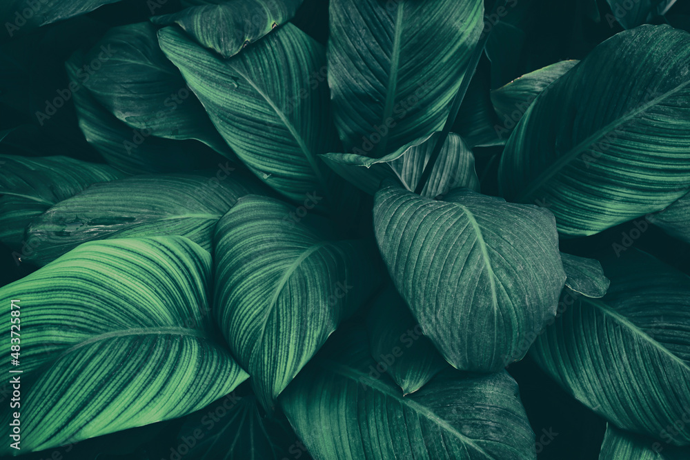 tropical foliage, dark green nature background tropical foliage, dark green nature background