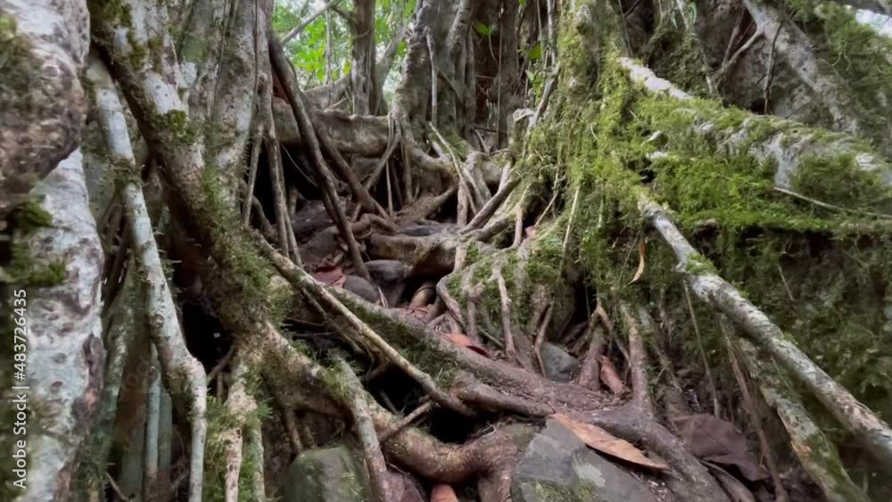 Huge Roots Of Trees Covered With Moss And Lichen In Forest At Rainbow Falls In Cherrapunji, India. Zoom In Huge Roots Of Trees Covered With Moss And Lichen In Forest At Rainbow Falls In Cherrapunji, India. Zoom In