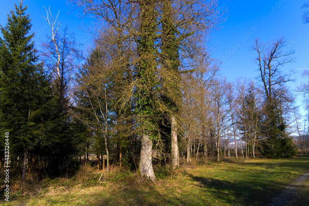 Mystic forest at nature reserve near the airport with focus on background on a sunny winter day. Photo taken January 26th, 2022, Zurich, Switzerland. Mystic forest at nature reserve near the airport with focus on background on a sunny winter day. Photo taken January 26th, 2022, Zurich, Switzerland.