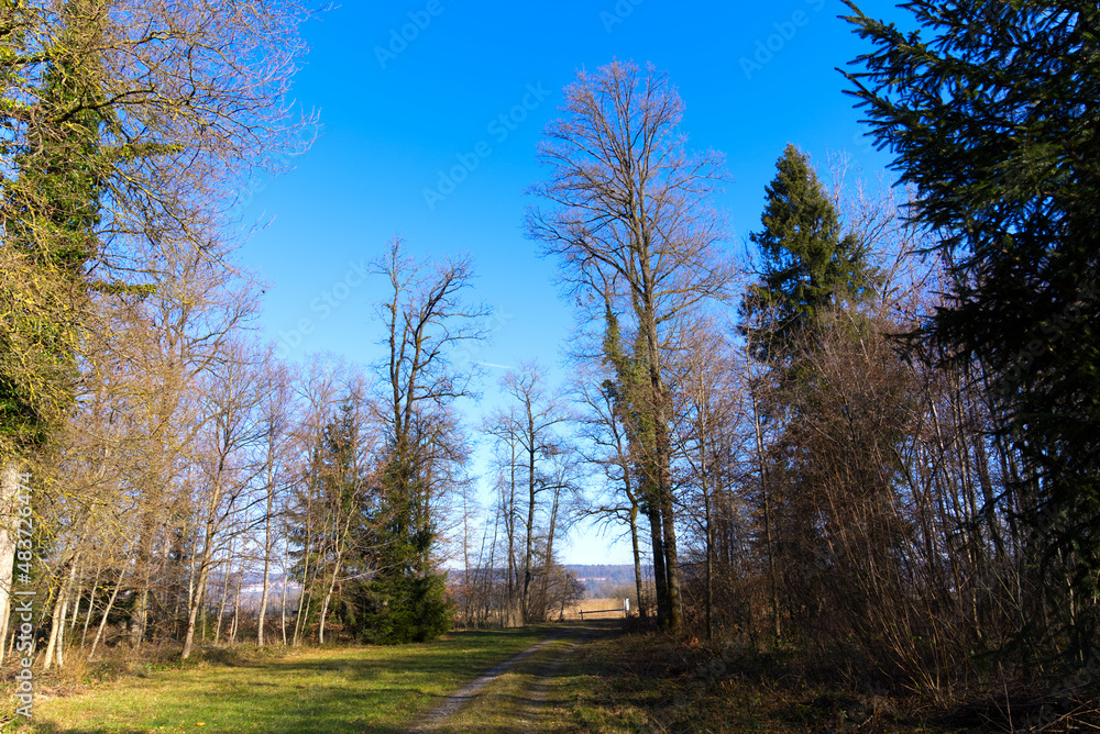 Mystic forest at nature reserve near the airport with focus on background on a sunny winter day. Photo taken January 26th, 2022, Zurich, Switzerland. Mystic forest at nature reserve near the airport with focus on background on a sunny winter day. Photo taken January 26th, 2022, Zurich, Switzerland.