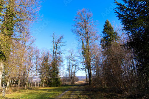 Mystic forest at nature reserve near the airport with focus on background on a sunny winter day. Photo taken January 26th  2022  Zurich  Switzerland.