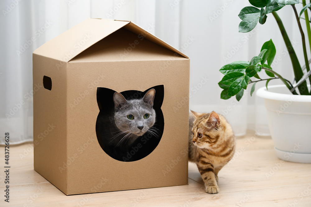 Russian blue cat in a cardboard house. The cat and kitten are playing. Zero waste for animals. Eco friendly animal home. Selective focus 